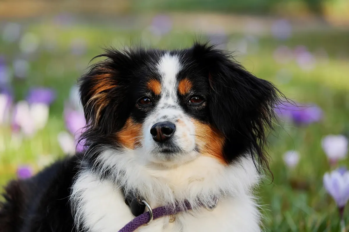 Designing a Pet-Friendly Terrace: Durable Materials and Safe Plant Choices